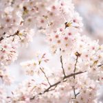 荒川区役所前の荒川公園では桜が満開！区役所北庁舎前のオオシマザクラも必見ですよ #地域ブログ #荒川区 #Locketsリレー2018春